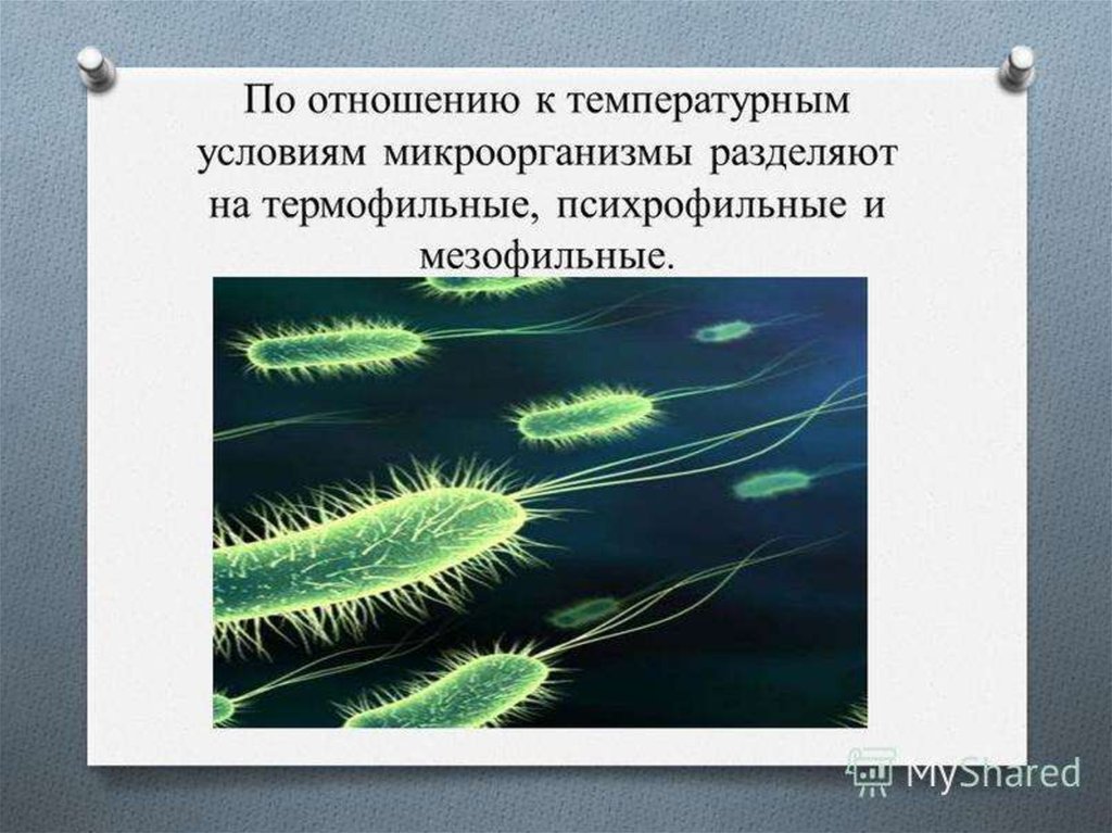 Адаптация микроорганизмов. Влияние влажности на бактерии. Психрофильные мезофильные и термофильные микроорганизмы. Факторы воздействия на микроорганизмы. Влияние внешних факторов на микроорганизмы.