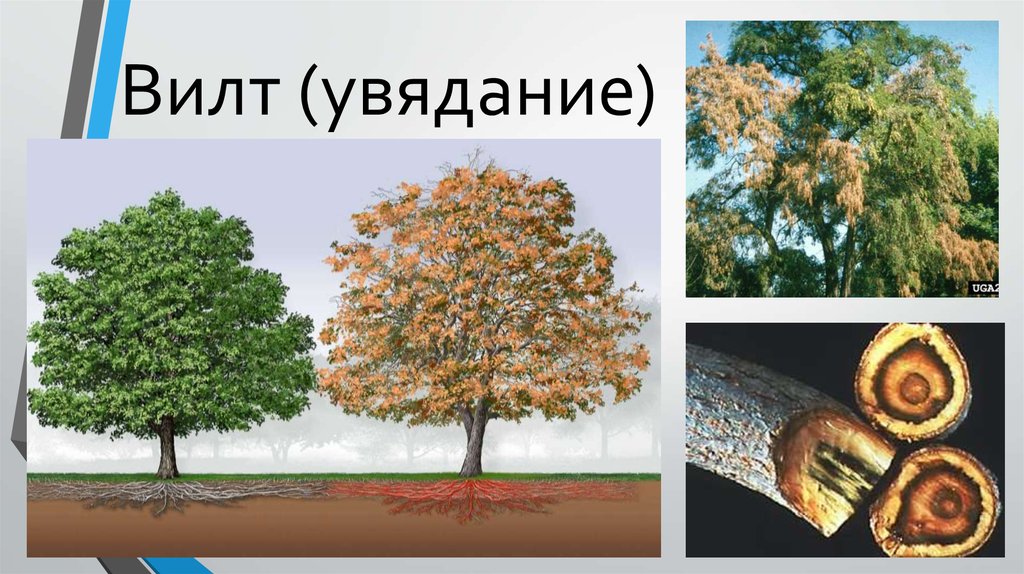 Вилт. Болезни древесных растений. Вилт дерева. Вилт болезнь деревьев. Вилт клена.