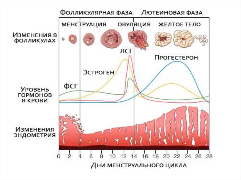 Вторая фаза менструационного. Фолликулярная фаза менструального цикла. Фолликулярная и лютеиновая фаза цикла. Лютеиновую фазу менструального цикла. Фолликулярная фаза овариального цикла.