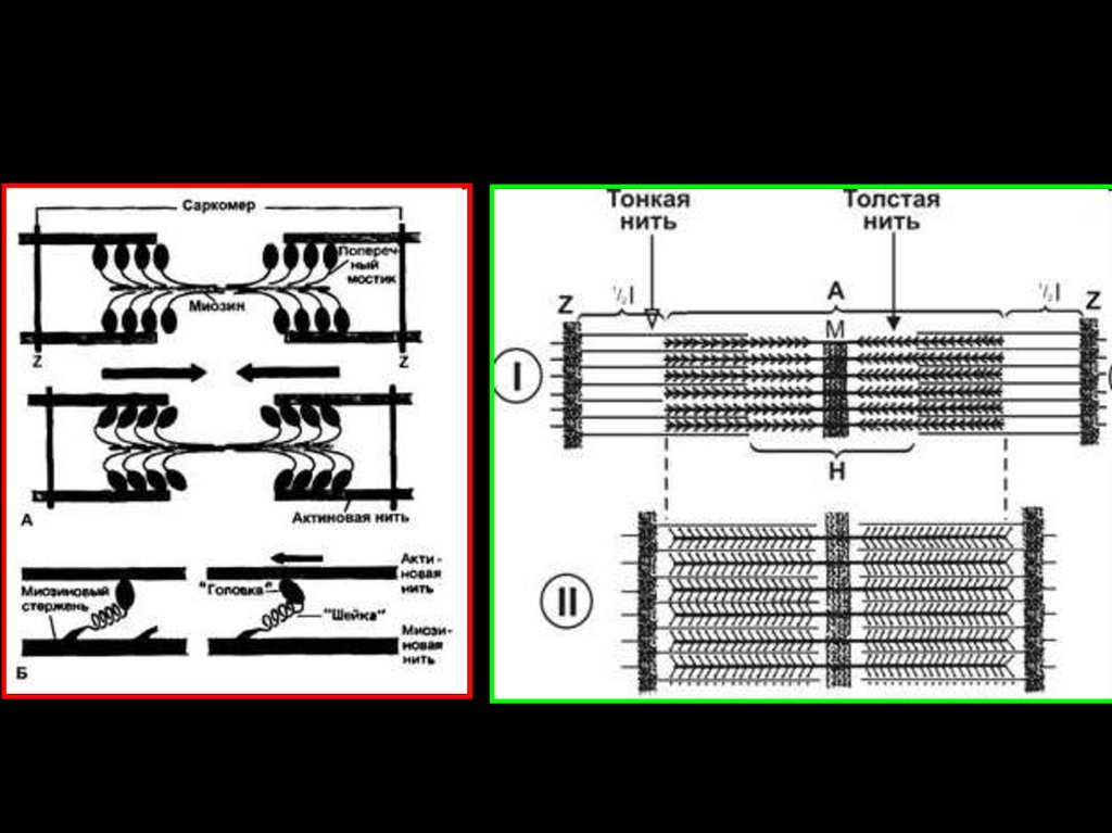 Саркомер рисунок физиология
