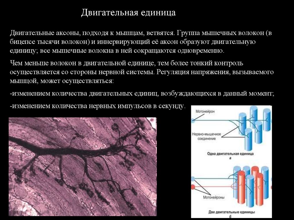 Схема двигательная единица