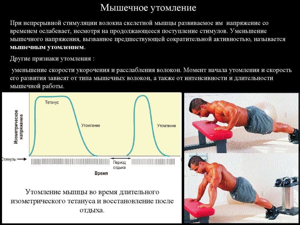 Установлено что период активности когда уровень физиологических. Физиология утомления скелетной мышцы. Утомление и переутомление мышц. Утоление скелетной мышцы. Напряжение мышцы это физиология.