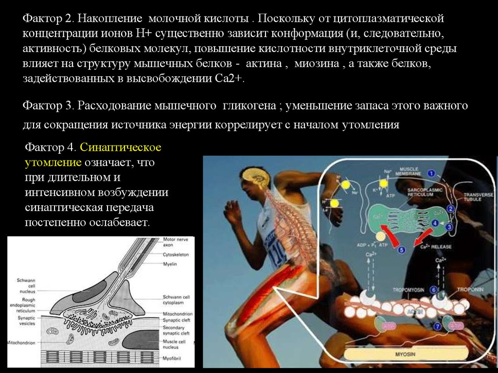 Как образуется лактат в мышцах. Молочная кислота при физических нагрузках. Молочная кислота в мышцах. Молочная кислота влияние на мышцы. Накопление молочной кислоты в мышцах.