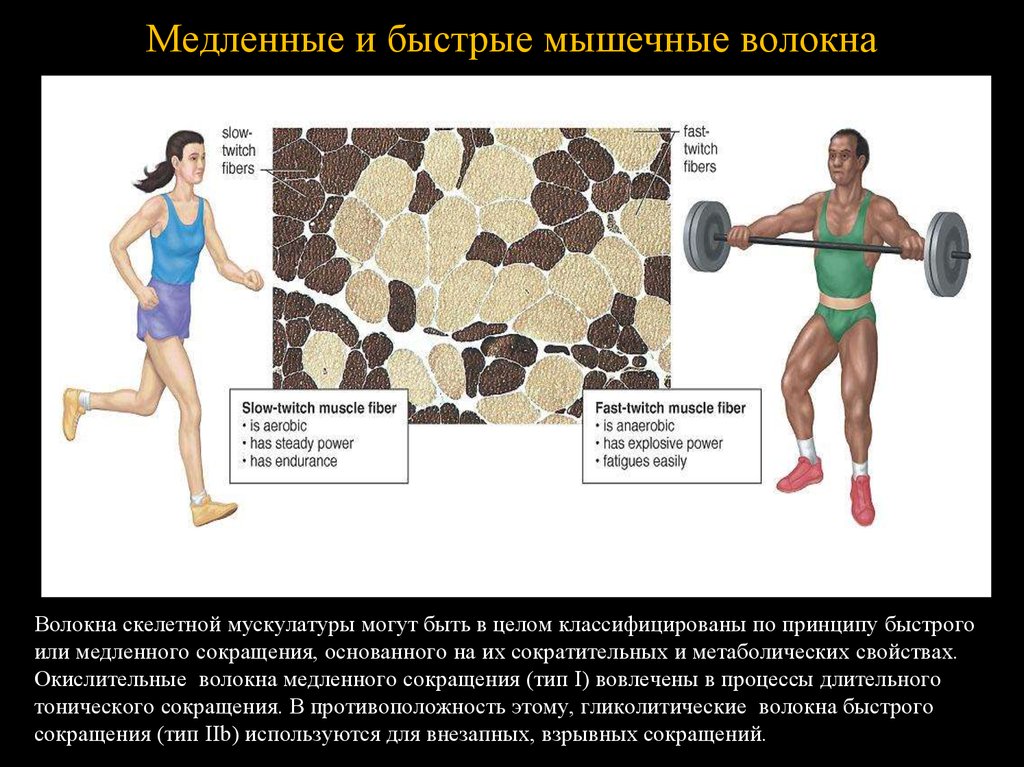 Быстро какой вид. Быстрые и медленные мышечные волокна. Медленные и быстрые мышечные вал окна. Быстрые мышечные волокн. Типы мышечных волокон быстрые и медленные.