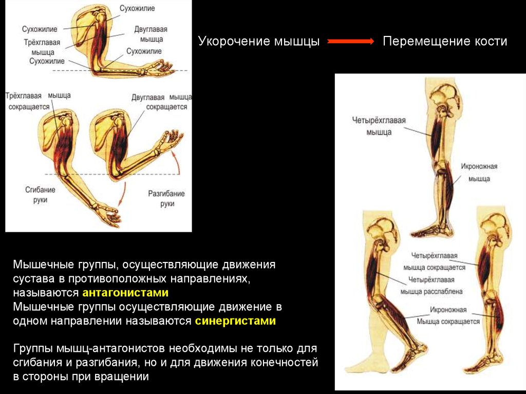 Гаряев суставы и мышцы кости. Движения осуществляющие мышцы. Функциональное движение мышц. Мышцы осуществляющие движение в суставе. Кости мышцы суставы.