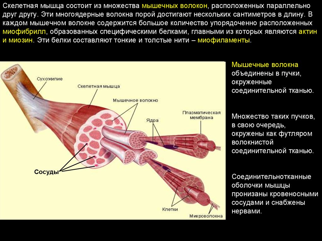 Строение скелетного мышечного волокна. Структура мышцы мышечного волокна. Строение мышечного волокна физиология. Строение скелетной мышцы физиология. Мышца строение физиология анатомия.