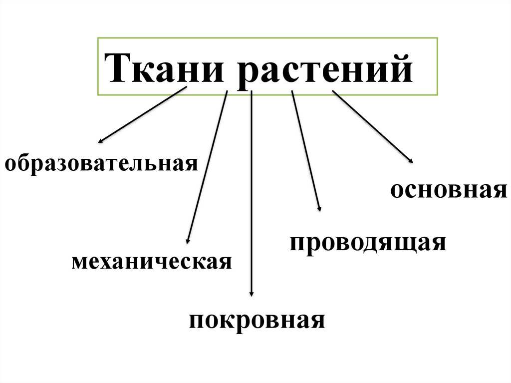 Механический, образовательный, основной, проводящий. Колледж это покровная Проводящая образовательный или механическая..