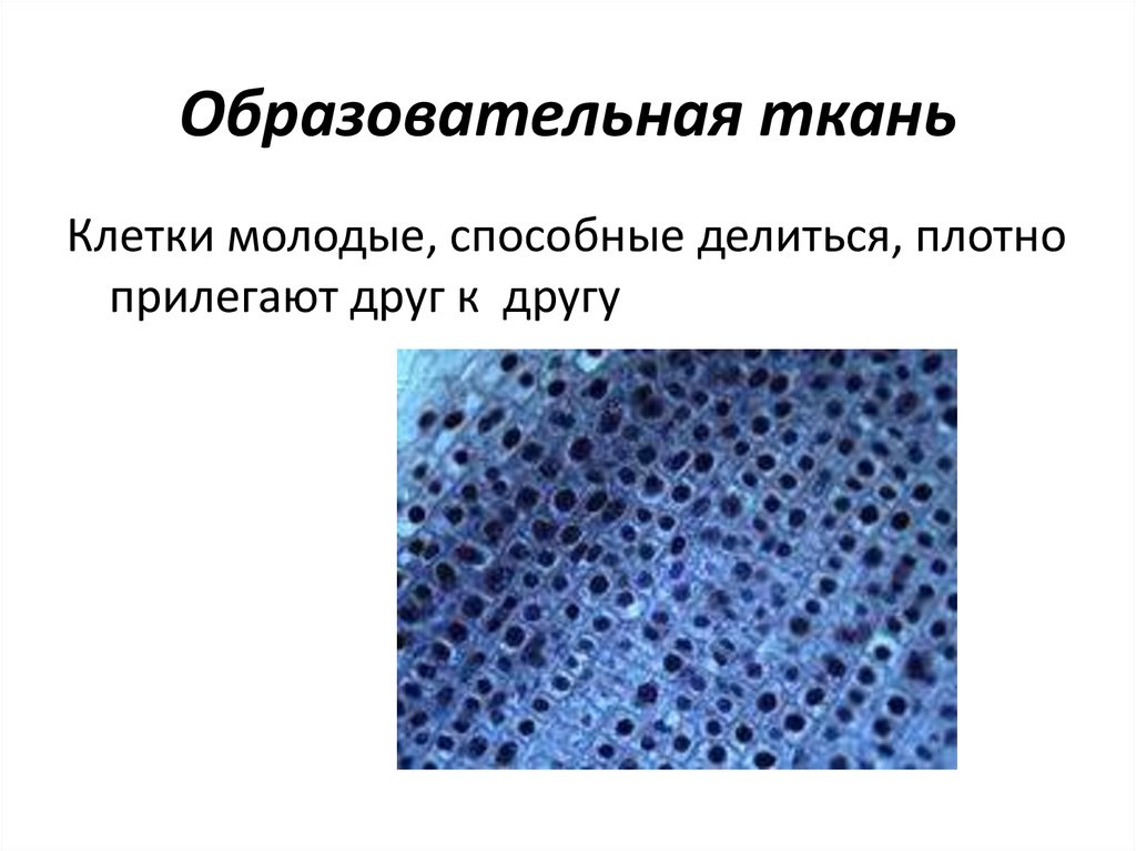 Клетки какой ткани обладают проводимостью