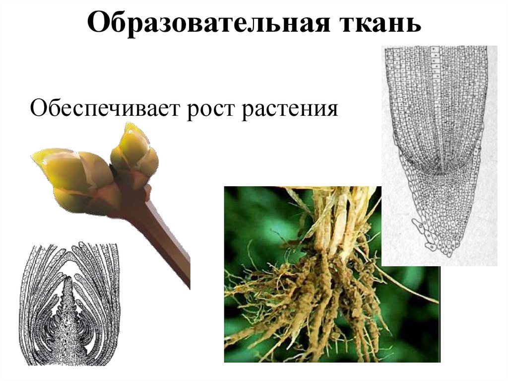 Меристематические ткани растений. Верхушечная меристема корня. Меристема растений это. Раневая меристема. Меристема ткани растений.