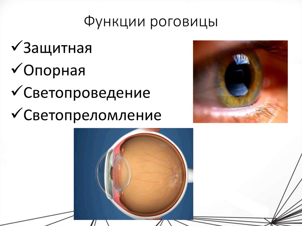 Строение роговицы рисунок. Роговица глаза строение и функции. Строение роговицы офтальмология. Роговица ее функции.