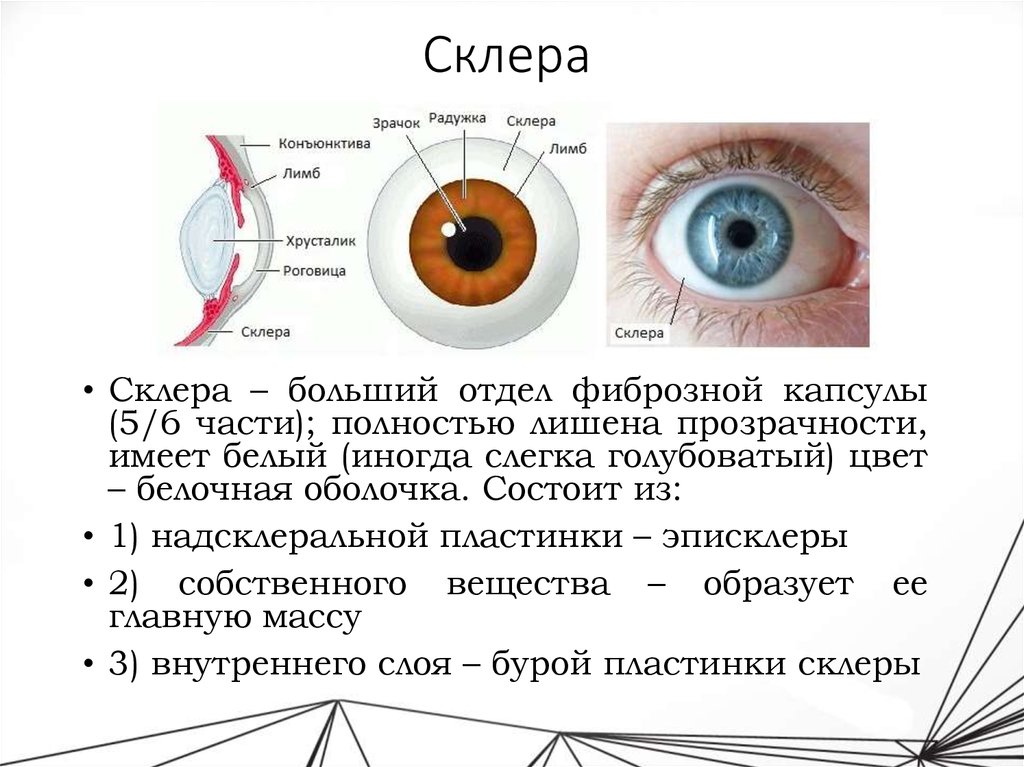 Конъюнктива глаза схема