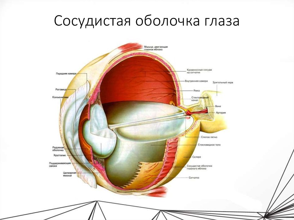 Цвет сосудистой оболочки глаза. Сосудистая оболочка глаза строение анатомия. Собственно сосудистая оболочка глаза анатомия. Строение сосудистого тракта глаза. Сосудистая оболочка глазного яблока.