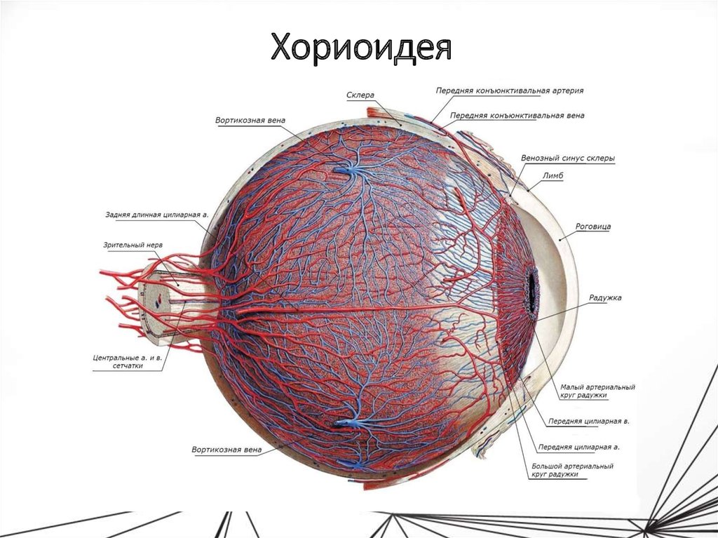 Глазная артерия схема