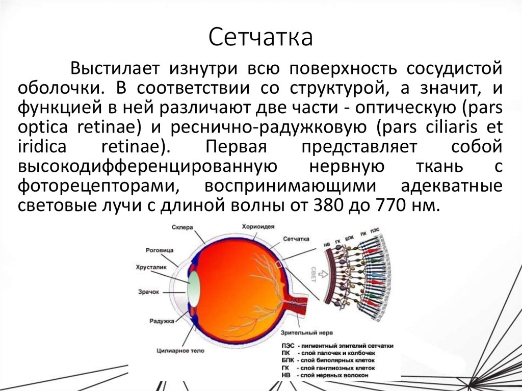 Прочитайте текст сетчатка глаза. Строение сетчатки оболочки глаза. Функции сетчатки глазного яблока. Сетчатая оболочка глазного яблока строение. Глазное яблоко строение сетчатка.