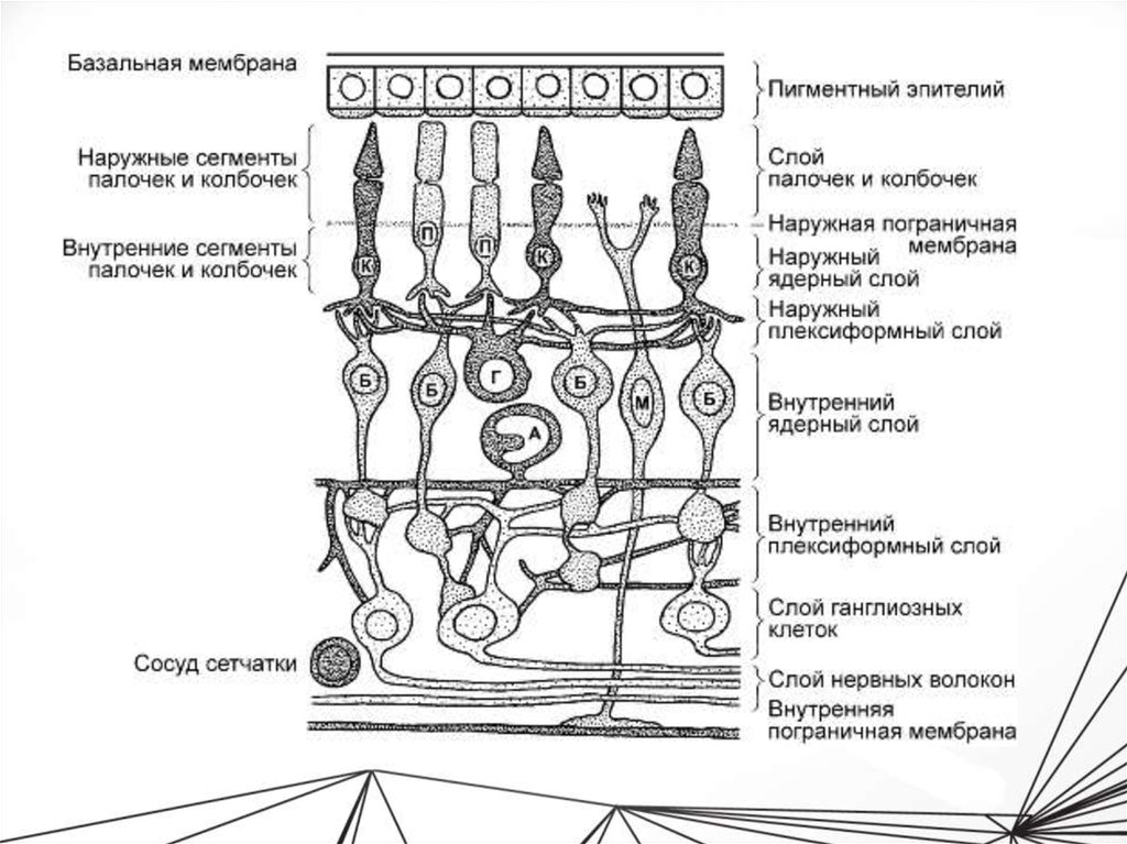 Схема строения нейронного строения сетчатки