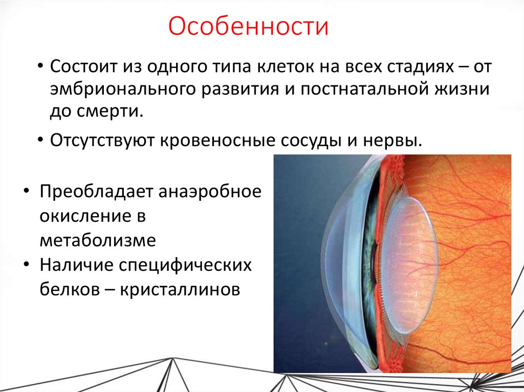 Анатомия глазного яблока презентация