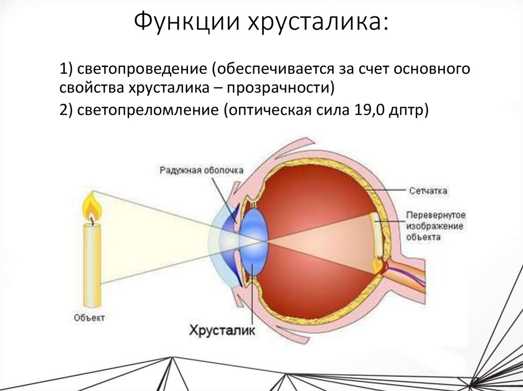Какую форму имеет хрусталик. Хрусталики глаза строение глаза. Строение хрусталика глаза. Хрусталик строение и функции. Хрусталик глаза строение и функции.
