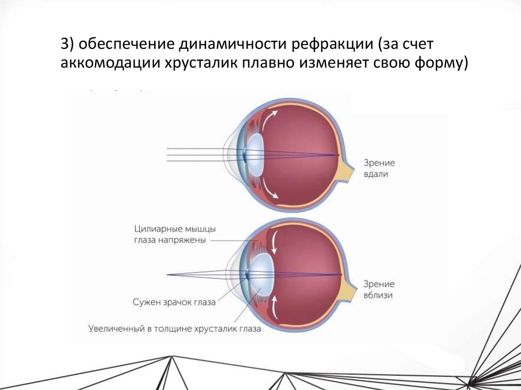 Аккомодация сетчатки. Аккомодация аккомодационный аппарат. Зрительный анализатор аккомодация. Механизм аккомодации глаза анатомия. Структура аккомодации глаза.