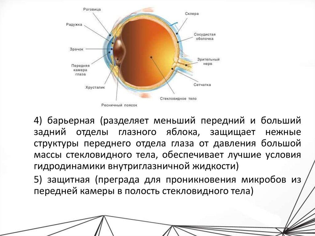 Радужка является частью оболочки глаза. Строение стекловидного тела глаза. Отделы сосудистой оболочки глаза. Строение глазного яблока. Стекловидное тело строение.