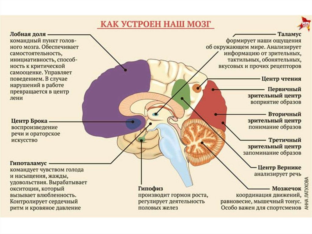 Центр голода в головном мозге. Отделы головного мозга и анализаторы. Как устроен мозг. Центры анализаторов в мозге. Участки мозга за что отвечают.