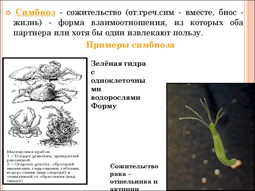 Сожительство двух организмов полезное обоим. Симбиоз примеры. Симбиоз гидры. Симбиоз одноклеточных. Гидра водоросль.