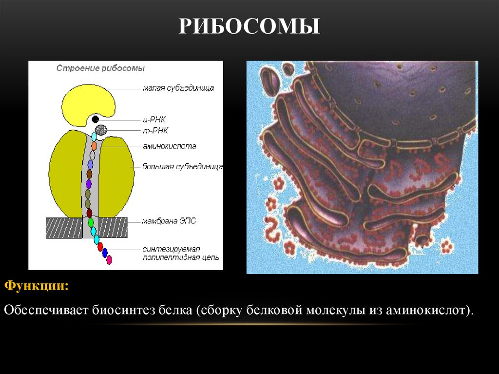 Строение рибосомы. Структура клетки рибосома. Как выглядит рибосома. Рибосомы биология строение. Функции рибосом Синтез белка.