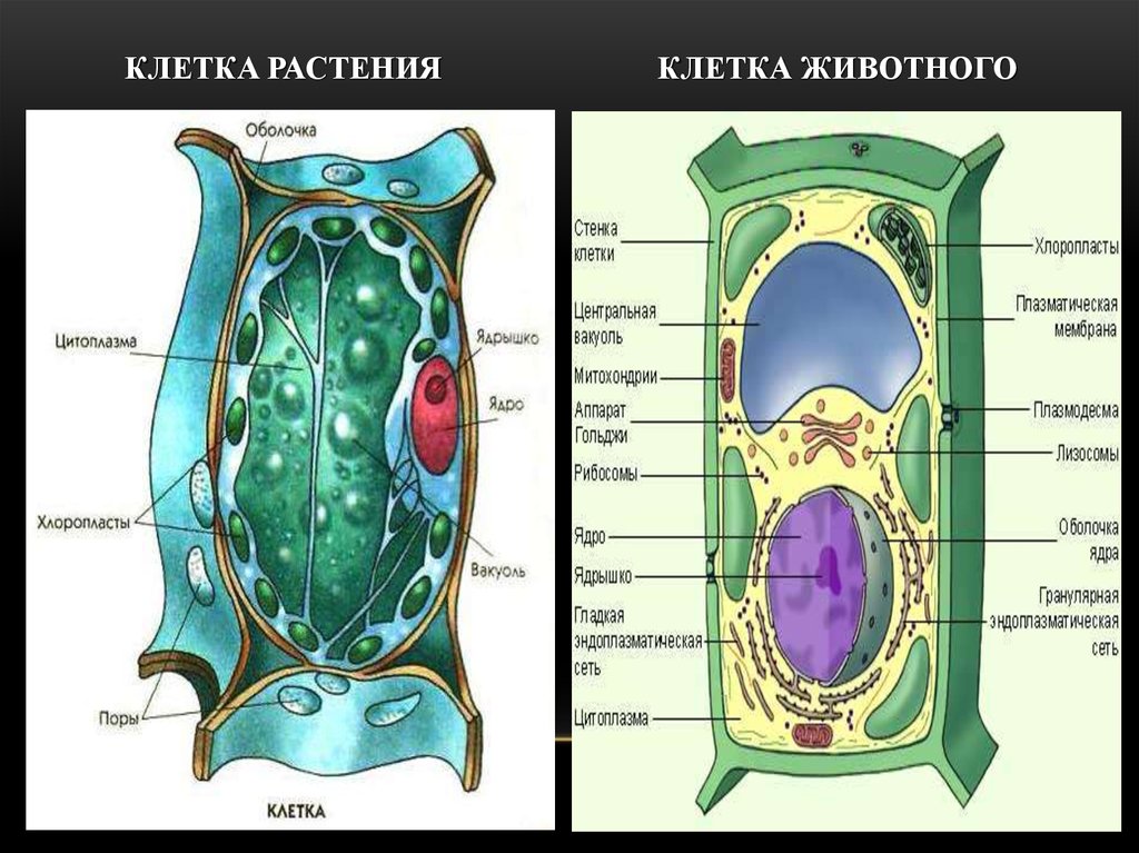 Пример растительной клетки. Схема живой и растительной клетки. Органоиды растительной клетки рисунок. Клетка растения. Растительная и животная клетка.