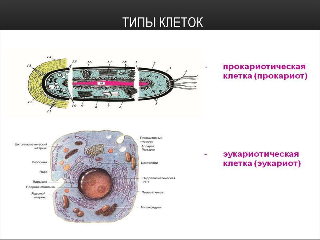 Общий план строения прокариотической и эукариотической клетки