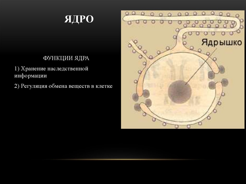 Ядрышко функции. Хранение наследственной информации в клетке. Хранение наследственной информации в клетке выполняют. Клеточное ядро хранилище наследственной информации. Функция ядра хранение наследственной.