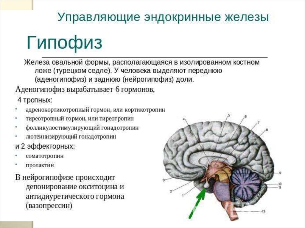 Гипофиз эндокринная железа. Эндокринная система гипофиз и железы. Гипофиз железа овальной формы. Эндокринные железы головного мозга.