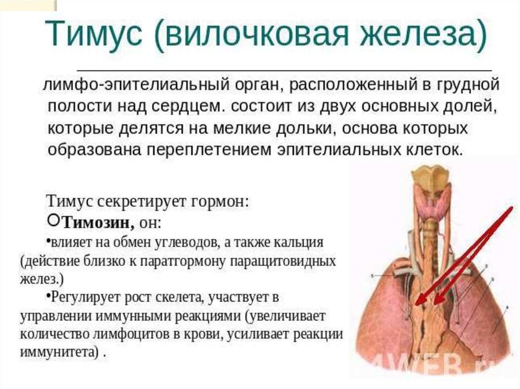 Иммунный орган тимус. Вилочковая железа анатомия функции. Тимус железа гормоны. Тимус строение и функции. Вилочковая железа схема строения.