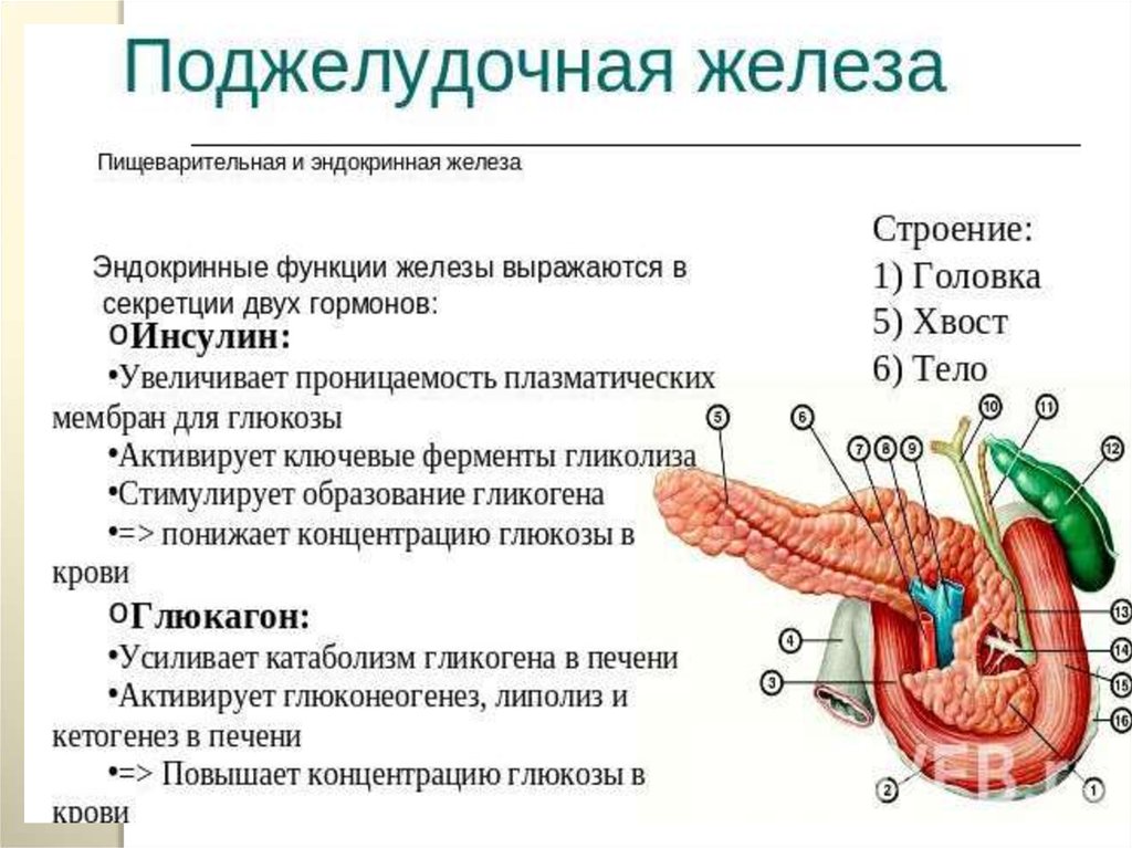 Влияние пищеварительных желез. Поджелудочная железа анатомия структура. Поджелудочная железа строение и функции. Поджелудочная железа расположение строение гормоны. Функция поджелудочной железы таблица биология.