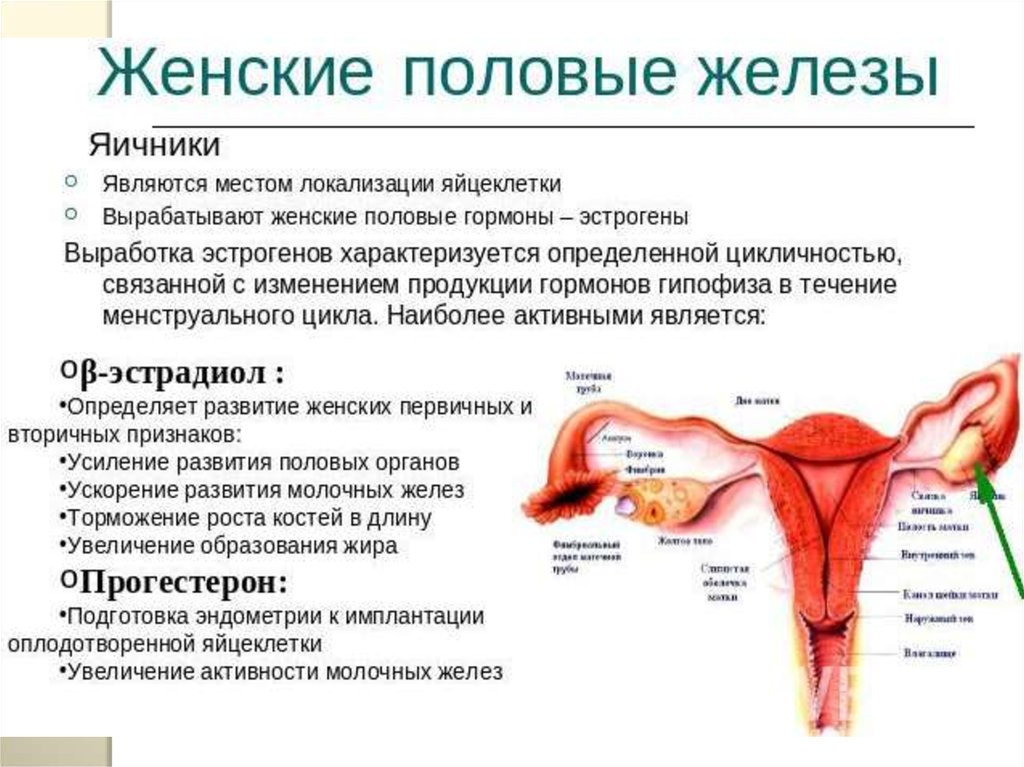 Организм образующий