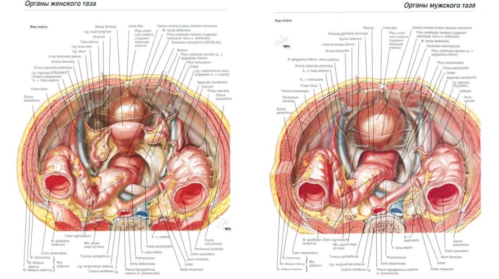 Органы таза у женщин. Анатомия строения женских органов малого таза. Малый таз анатомия у мужчин. Анатомия женских органов малого таза гинекология схема. Анатомия органы женщины малый таз.