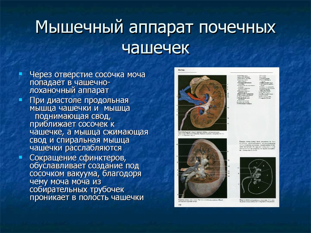 Чашечки почки. Форникальный аппарат почки мышцы. Форникальный аппарат почки анатомия. Структуры форникального аппарата почки. Мышцы свода чашечки почки.