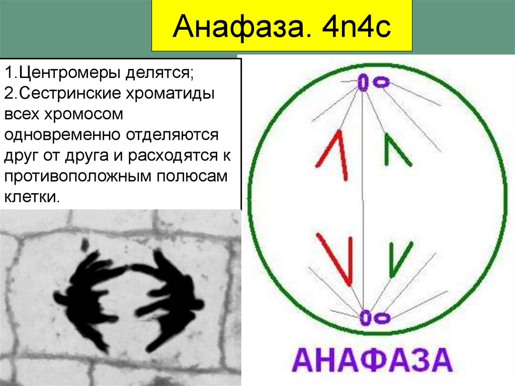 Анафаза клетки. Анафаза 2 центромеры делятся. Митоз анафаза 2n = 4. Анафазы митоза 1 и 2. Анафаза схема.