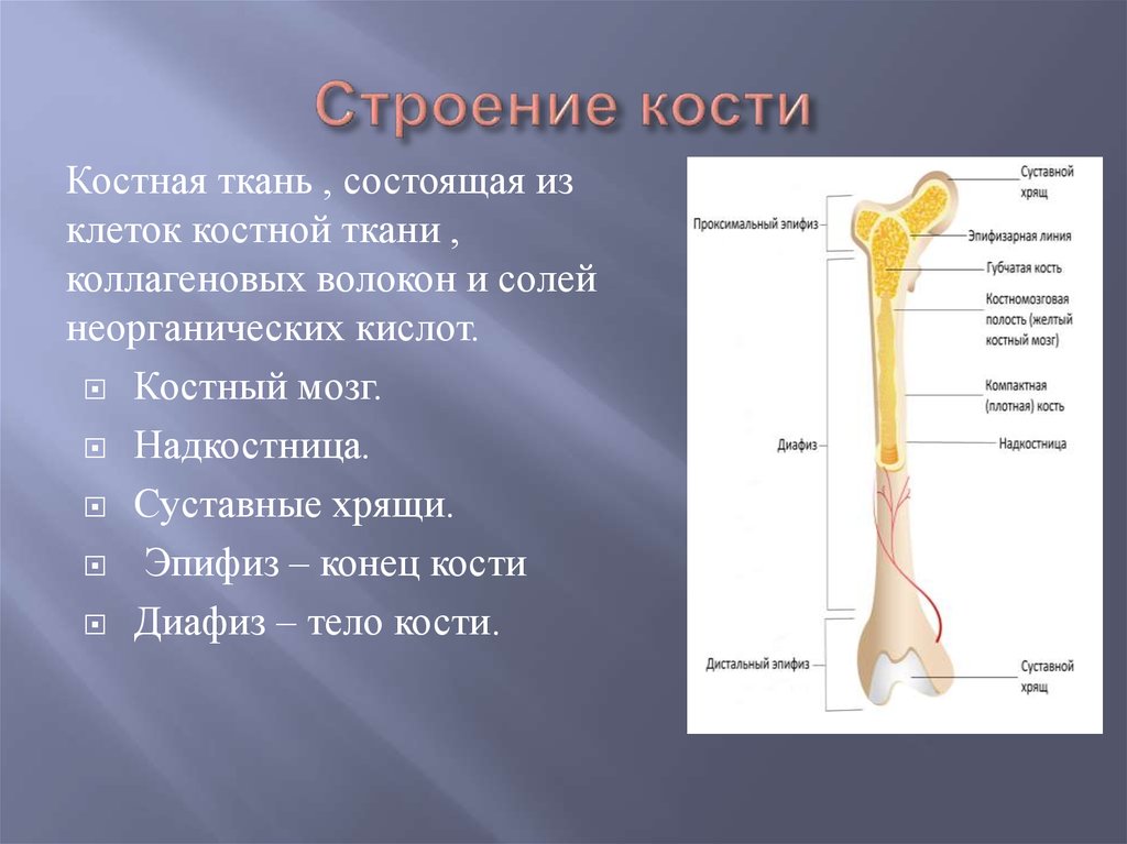 Строение кости взрослого человека. Эпифиз и диафиз кости. Трубчатая кость диафиз и эпифиз. Строение костей диафиз эпифиз. Строение трубчатой кости эпифиз диафиз метафиз.