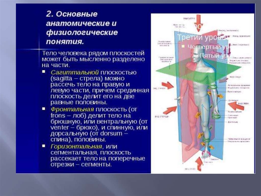 Основы анатомии. Основные анатомические понятия. Фронтальная плоскость делит тело человека на части. Сагиттальная плоскость делит тело человека на. Основные анатомические и физиологические термины.