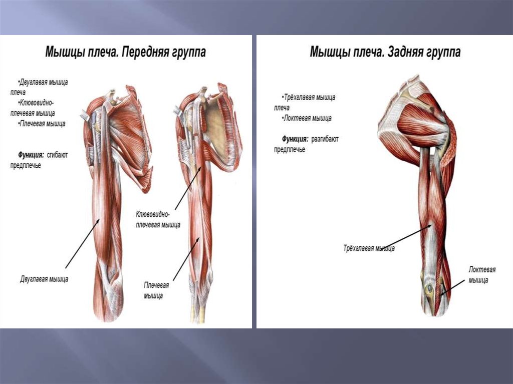 Передняя группа мышц. Мышцы плеча передняя и задняя группы. Мышцы плечевого пояса спереди и сзади. Мышцы плечевого пояса передняя группа. Мышцы плеча задняя группа анатомия.