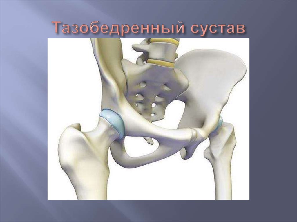 Тазобедренный сустав соединение. Тазобедренный сустав с5. Анатомия тазобедренный сустав сустав. Тазобедренный сустав анатомия строение. Анатомическое строение тазобедренного сустава.