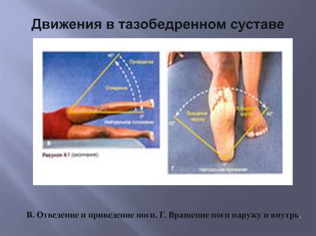 Приведение в движение. Голеностопный сустав сгибание разгибание приведение отведение. Супинация тазобедренного сустава. Пронация тазобедренного сустава. Движения в тазобедренном суставе.