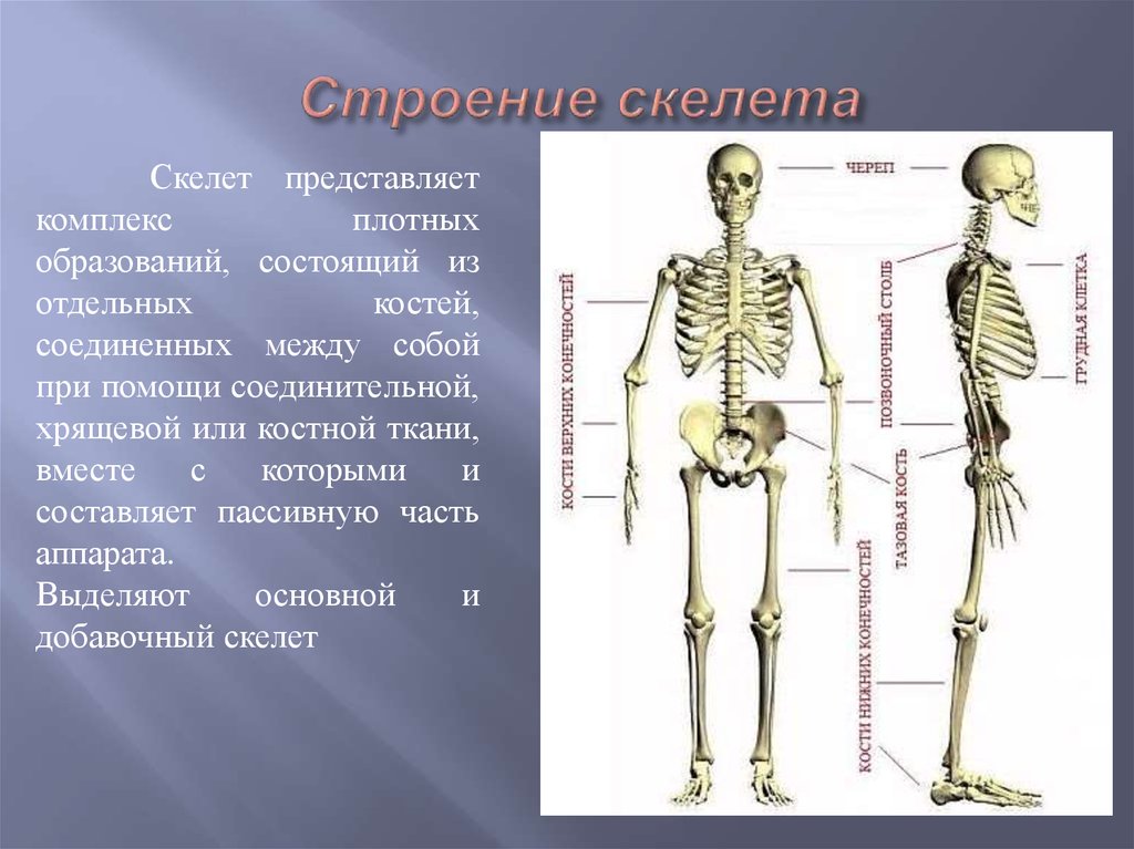 Скелет состоит из хрящевой ткани. Строение скелета. Скелет человека анатомия. Структура скелета человека. Строение человеческого скелета.
