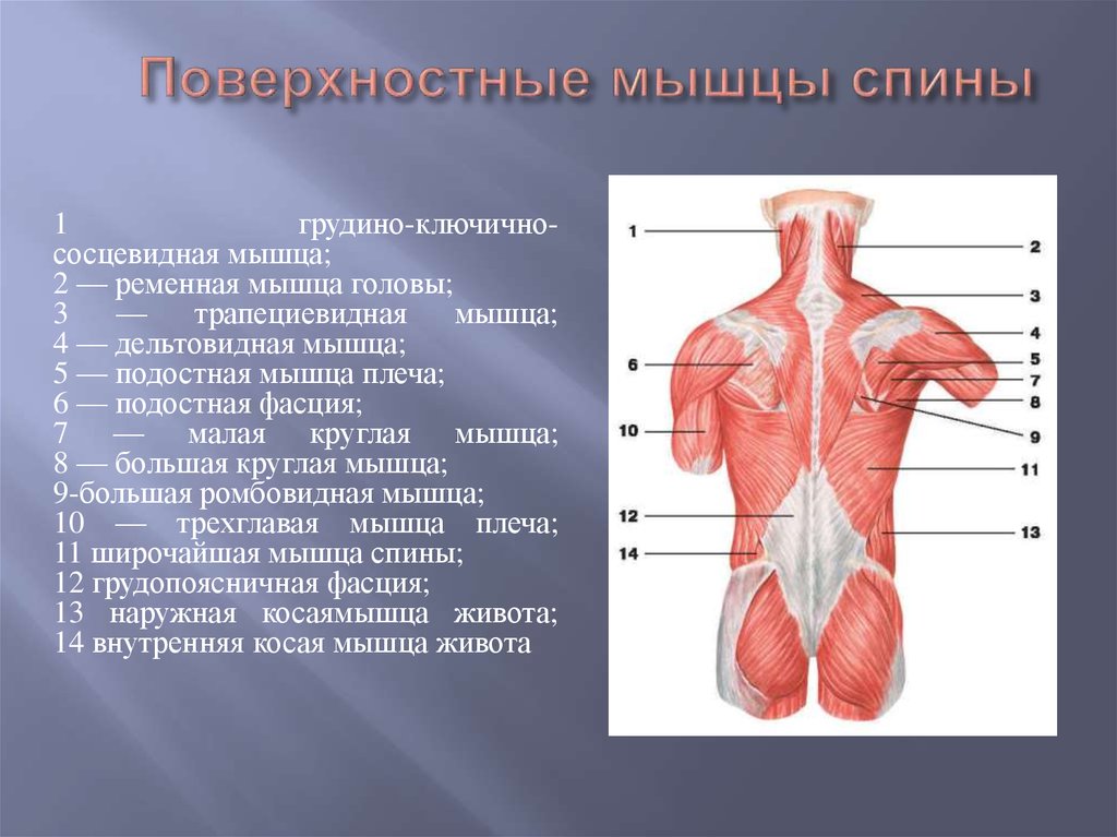 Фасции спины. Фасции мышцы спины человека анатомия. Фасции мышцы спины атлас. Поверхностные мышцы спины. Мышцы спины поверхностные мышцы.