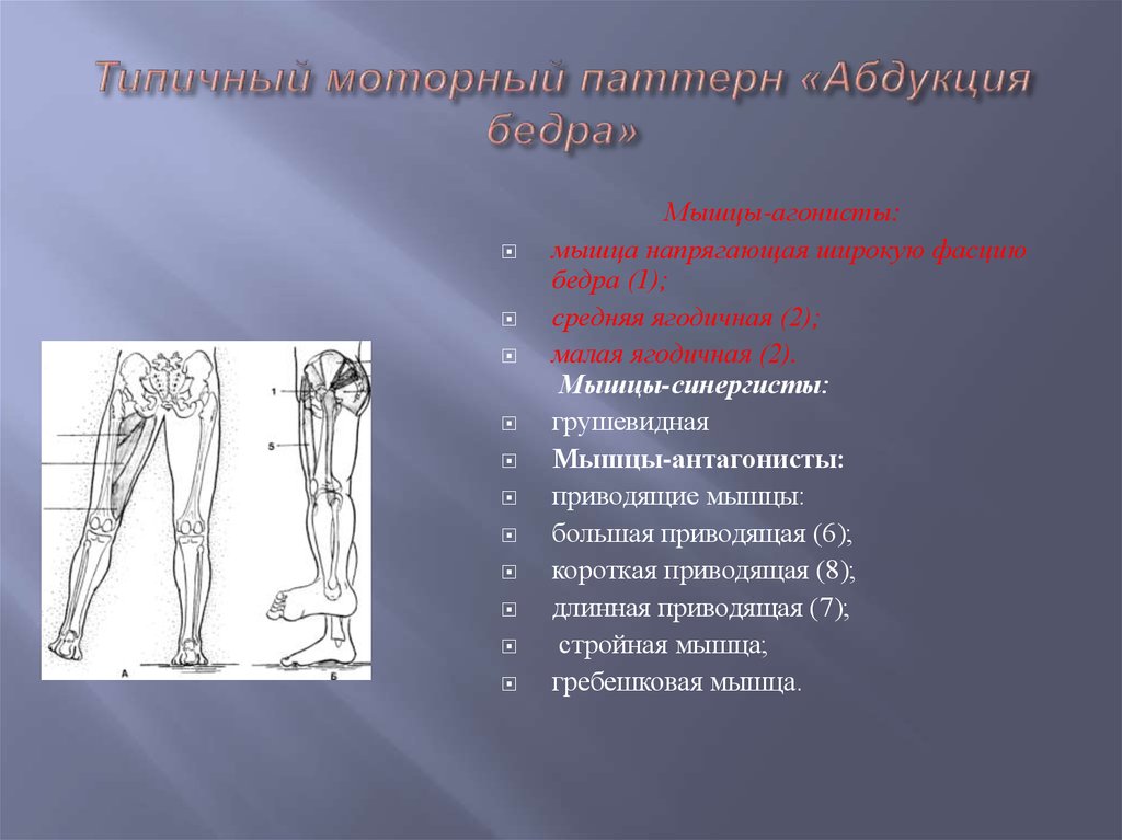 В отведении бедра участвует мышца