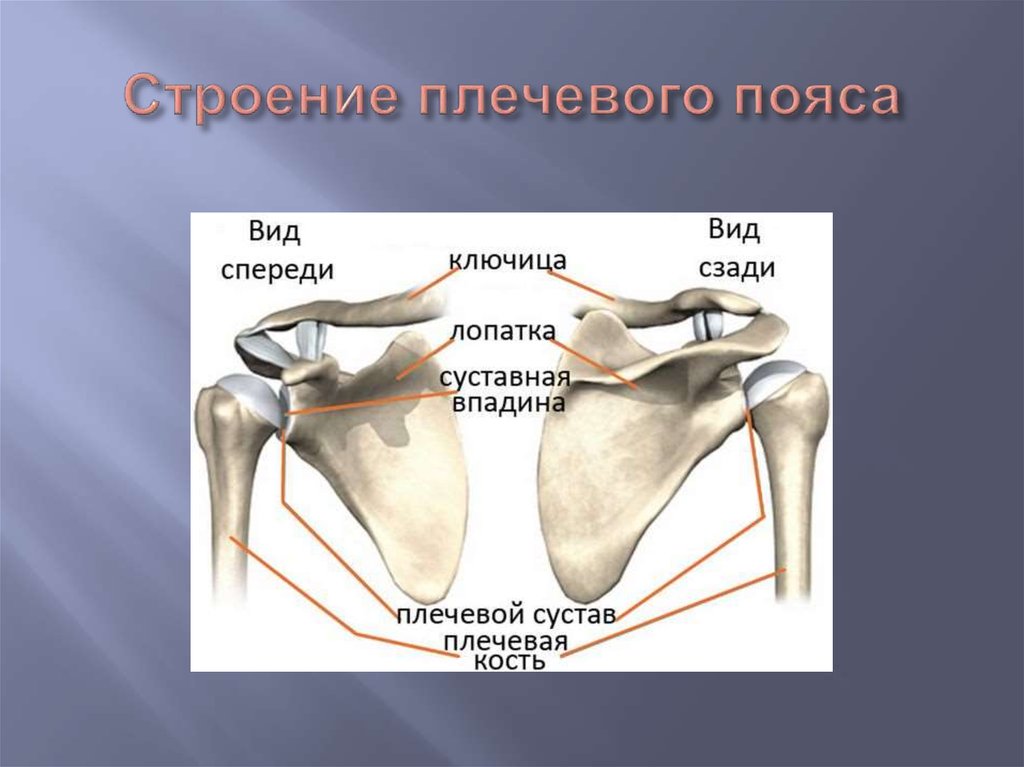 Кости верхней конечности анатомия презентация