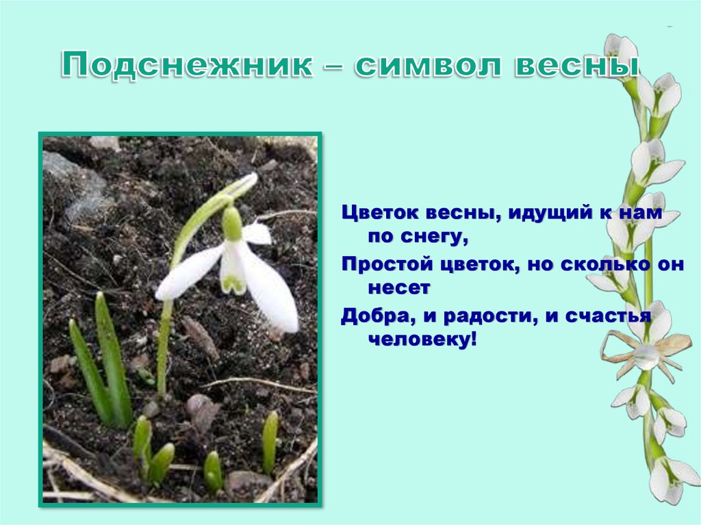 Я хочу подснежников минус. Символ весны Подснежник. День подснежника. Что символизирует Подснежник. Подснежник символ.