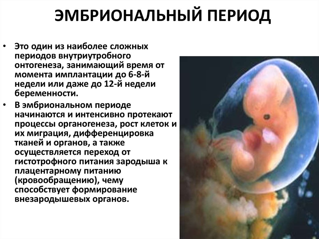 Эмбриональный период развития длится