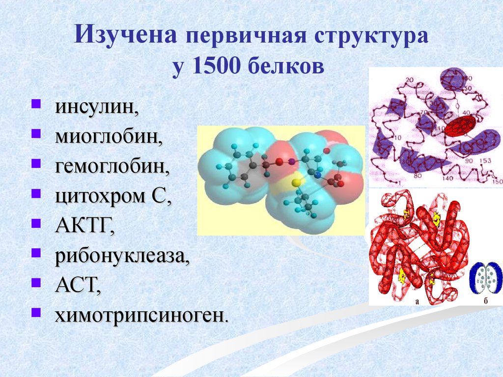 Какие из перечисленных белков. Первичная структура гемоглобина. Структурная организация белка гемоглобина. Первичная структура миоглобина. Первичная структура белка инсулина.