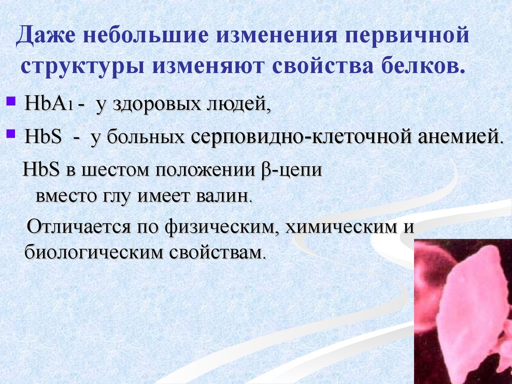 Даже кратко. Первичная структура белка серповидно клеточная анемия. Структурная организация и физико-химические свойства белков.. Наследственные изменения первичной структуры белка HBA HBS. Изменение первичной структуры белка кроссворд.