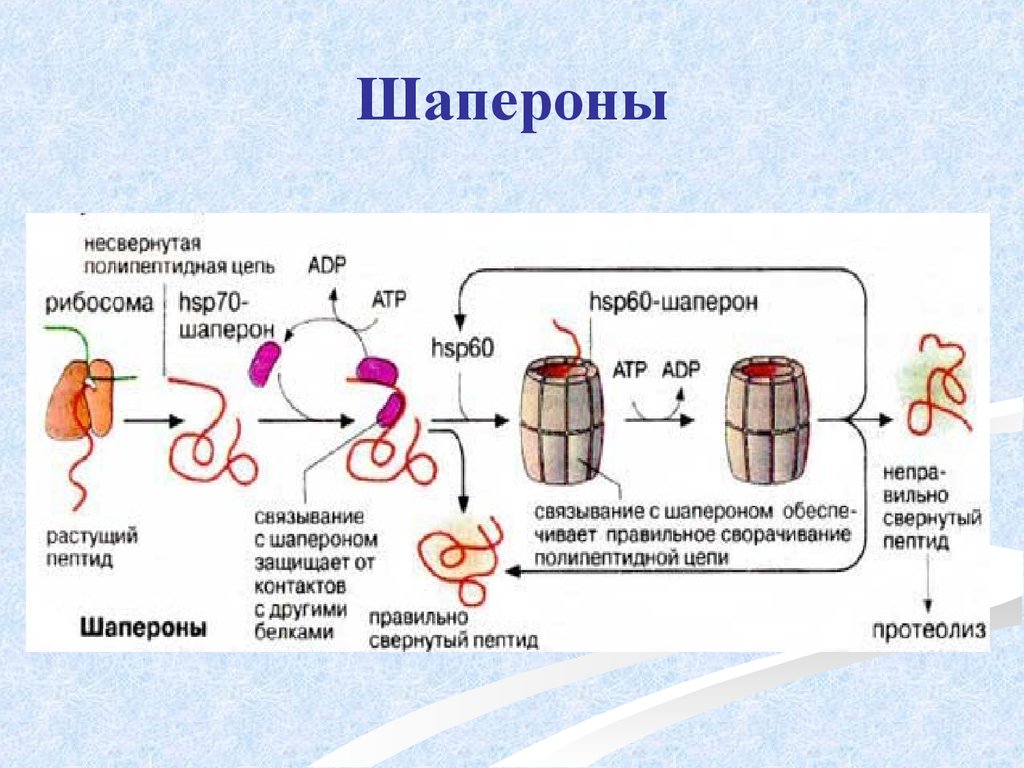 Белок 60. Белки шапероны. Шапероны биохимия строение. Шапероны рефолдинг. Белки шапероны биохимия.